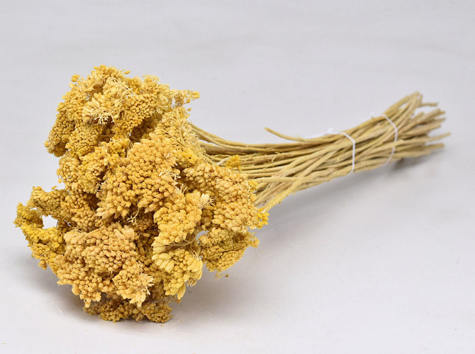 Achillea Parker Light Yellow 60cm