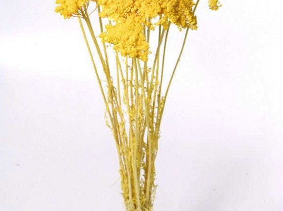 Bouquet Achillea Parker Jaune Clair 70cm
