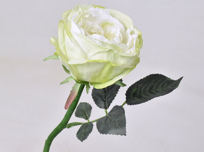 Tea Rose Green-White 33cm