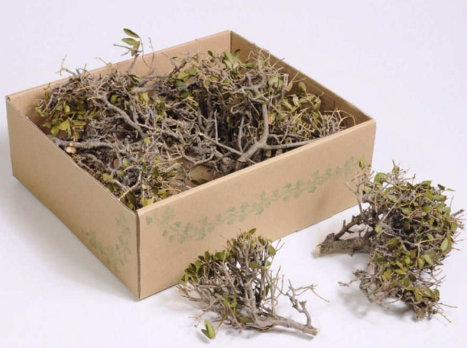 Mini Bonsai 12-18cm 10-Pack