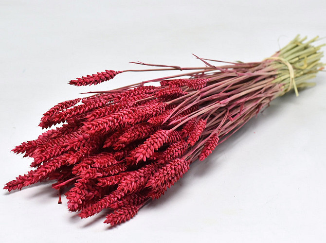Triticum Red (wheat) 70cm
