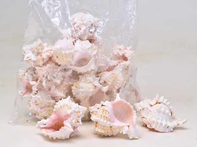 Shells Pink Murex 1kg