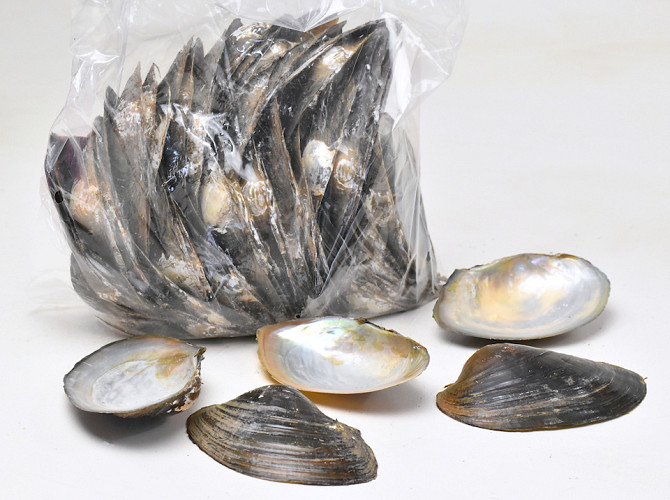 Muscheln Macabebe 1Kg