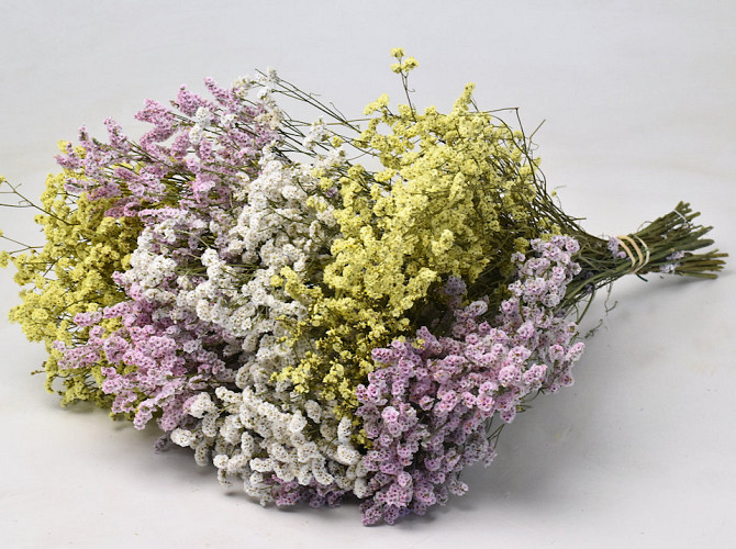 Limonium Mix 25pcs Big Pack