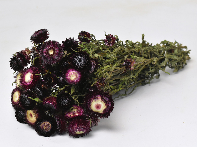 Helichrysum Dark Purple 45cm