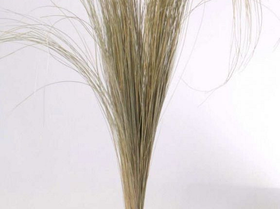 Beachgrass 140cm