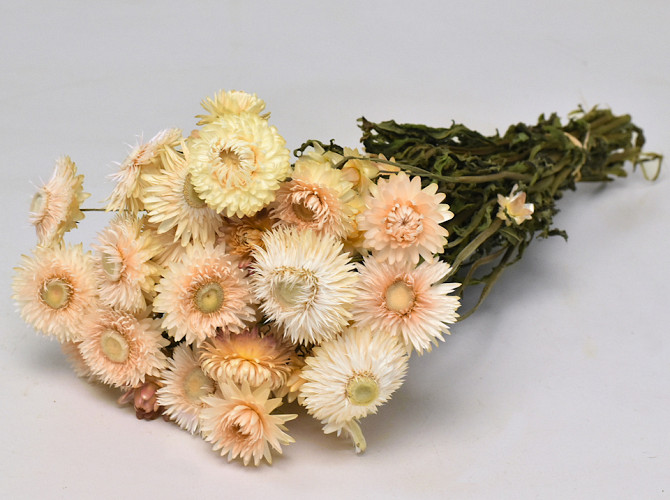 Helichrysum Creme 45cm