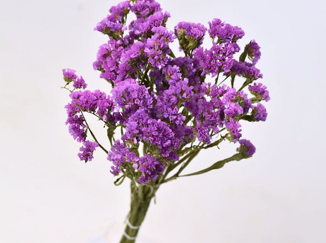 Statice Sinuata Lilac 70cm