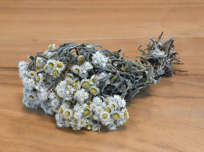 Edelweiss, Anaphalis 25cm