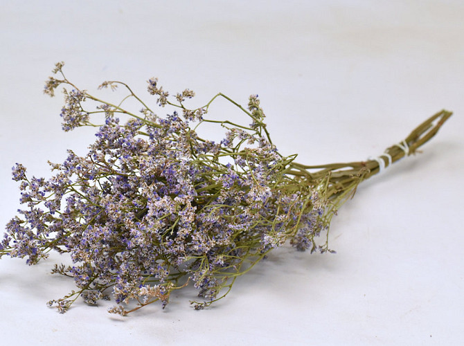 Limonium 40cm Lila