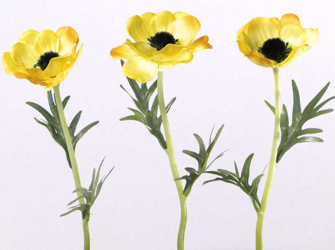 Anemone 30cm yellow