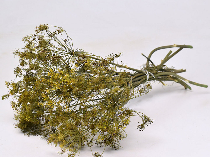 Dill 70cm