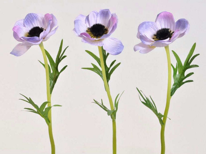 Anemone 30cm violet