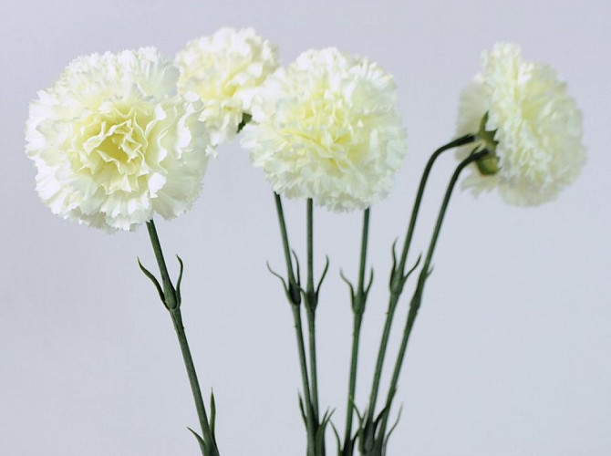Carnation 55cm white