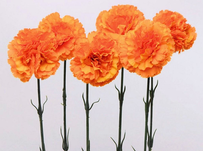 Carnation 55cm orange