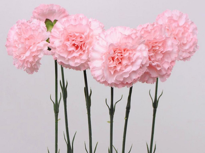 Carnation 55cm pink
