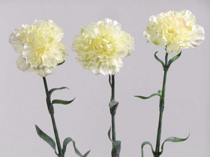 Carnation 60cm white