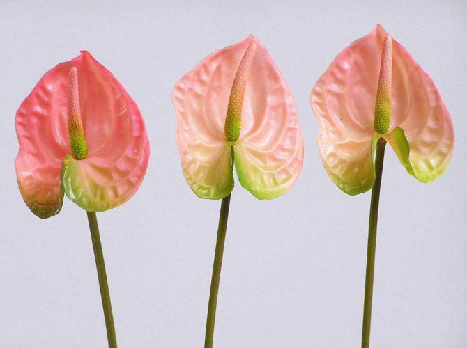 Anthurium 40cm - 10cm pink
