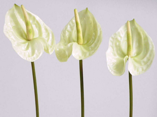 Anthurium 40cm - 10cm white
