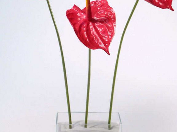 Flamingoblume 60cm - 16cm rot