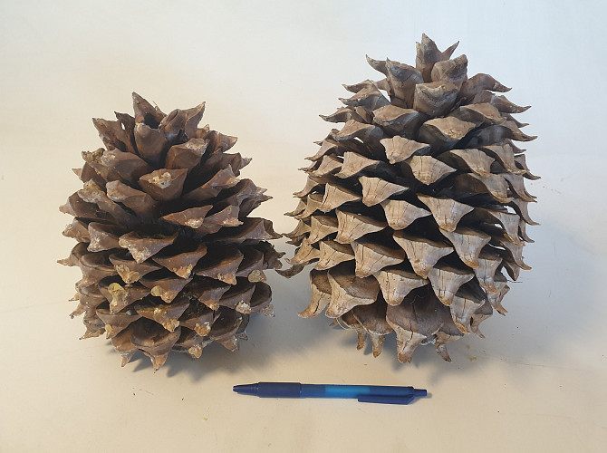 Digger Pine Cone diam.15-18cm