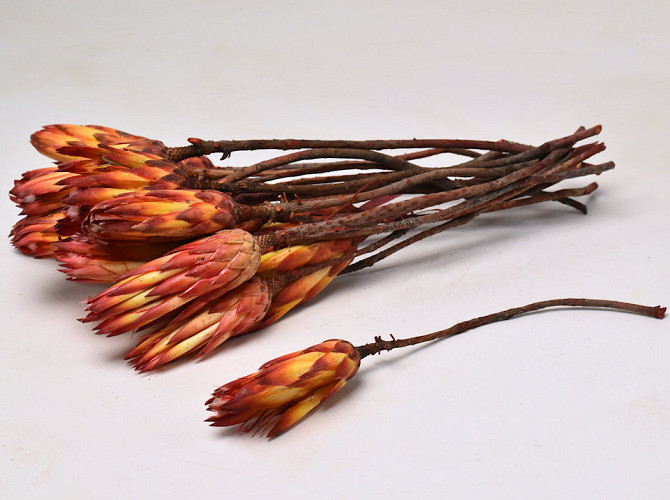 Protea Repens Red 20pcs