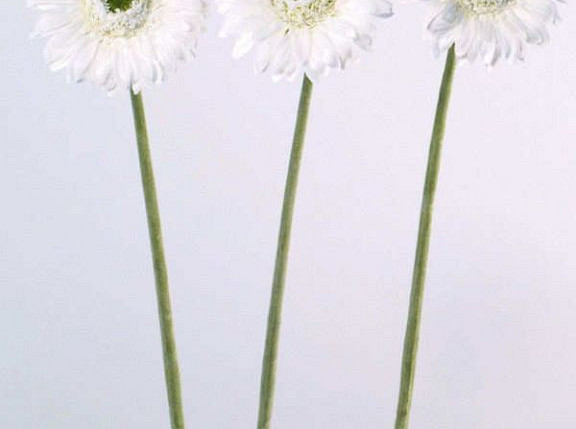 Gerbera 48cm cream