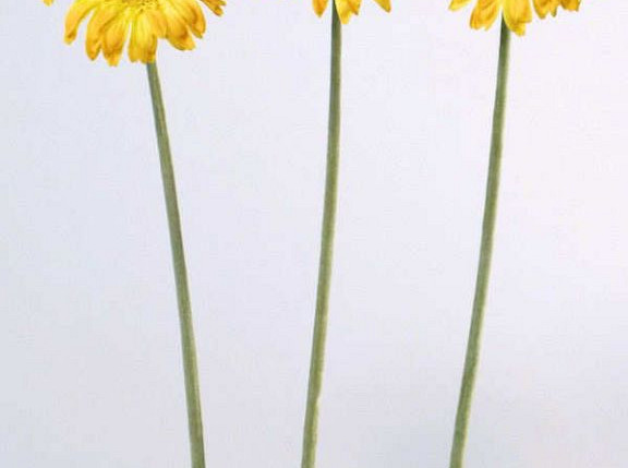 Gerbera 48cm orange-gelb