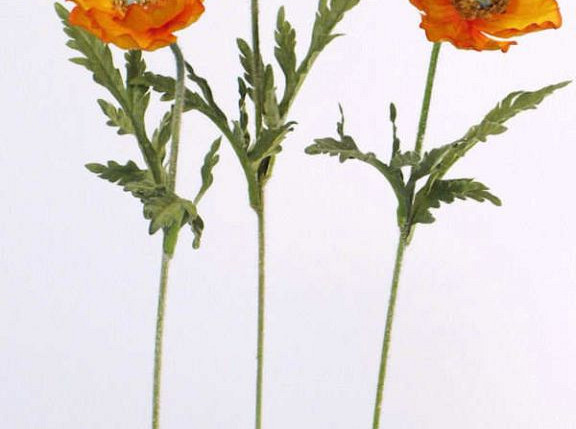 Klatschmohn 60cm orange