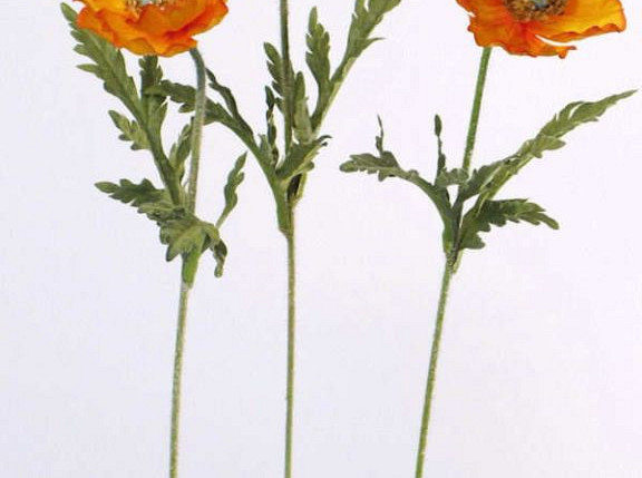 Poppy Flower 60cm orange