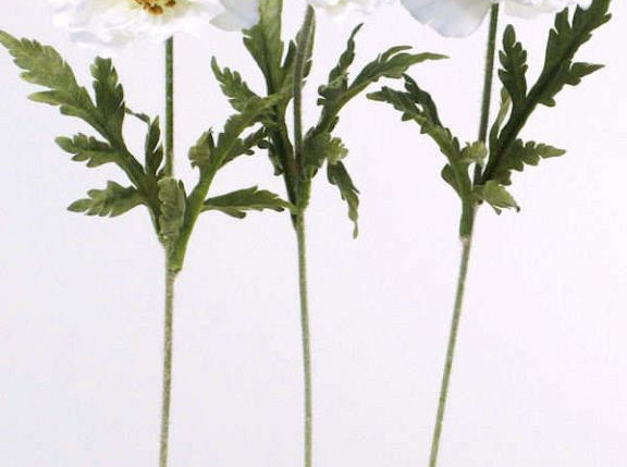 Klatschmohn 60cm weiss