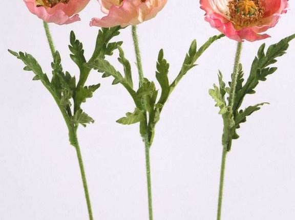 Klatschmohn 60cm alt rosa