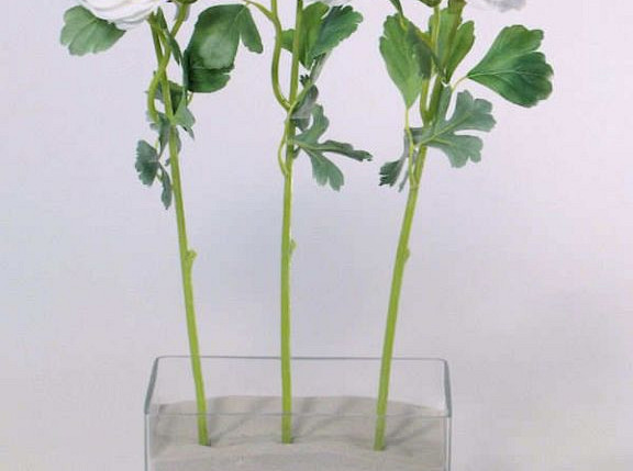 Ranunculus 43cm white