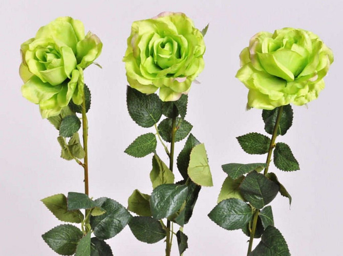 Rose 65cm green