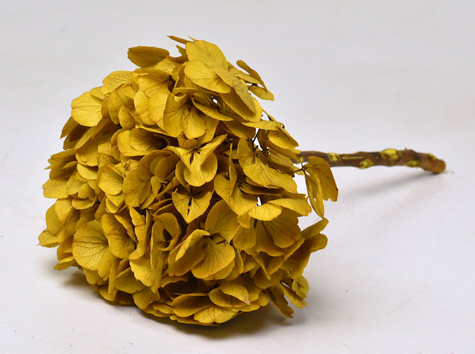 Hydrangea preserved Yellow D16cm