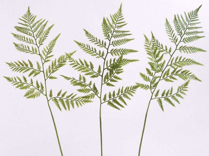 Leatherleaf Fern 60cm green