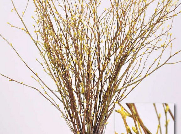 Birke Gelbe Fruchtstände 60cm 50Pack