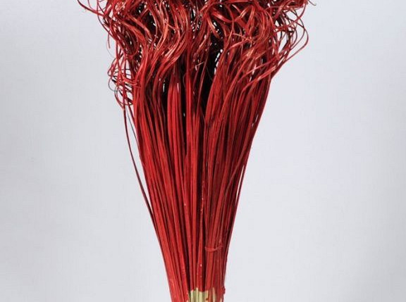 Curly Ting Red 300 Stems