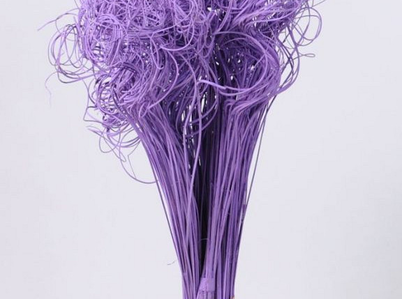 Curly Ting Lilac 300 Stems