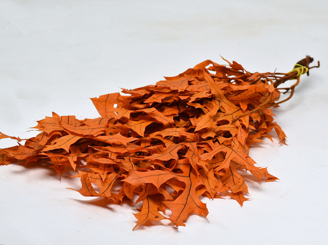 Feuille de Chêne Orange 60-70cm