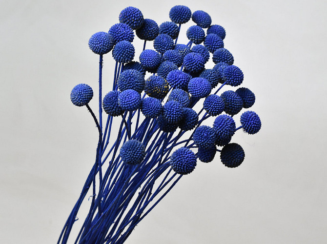 Craspedia Blue, per stem