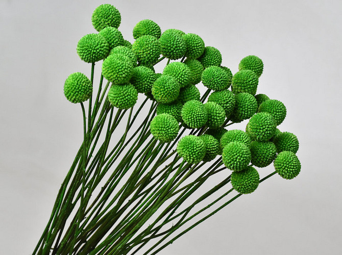 Craspedia Green, per stem