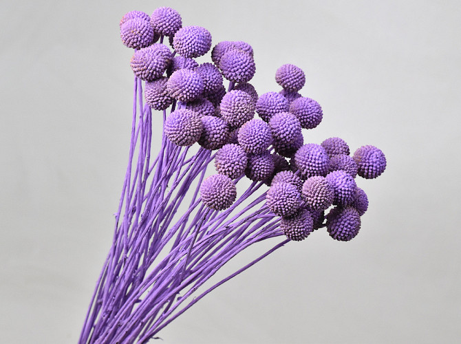 Craspedia Lilac, per stem