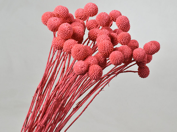 Craspedia coral red, per stem