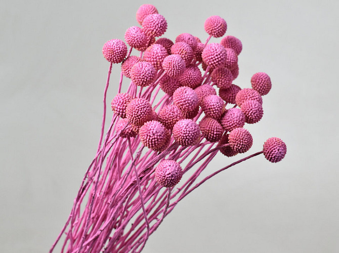 Craspedia Pink, per stem