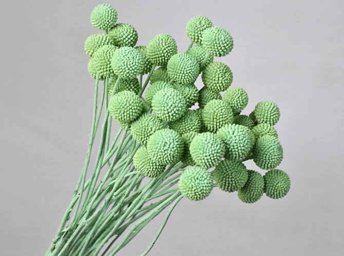 Craspedia Mint Green, per stem