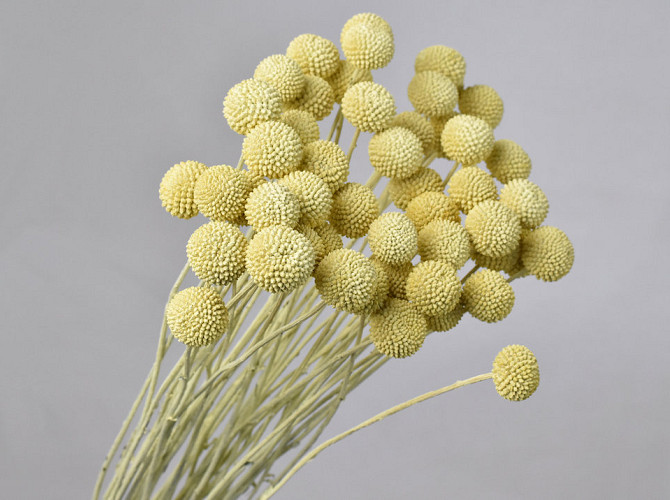 Craspedia pastel yellow, per stem