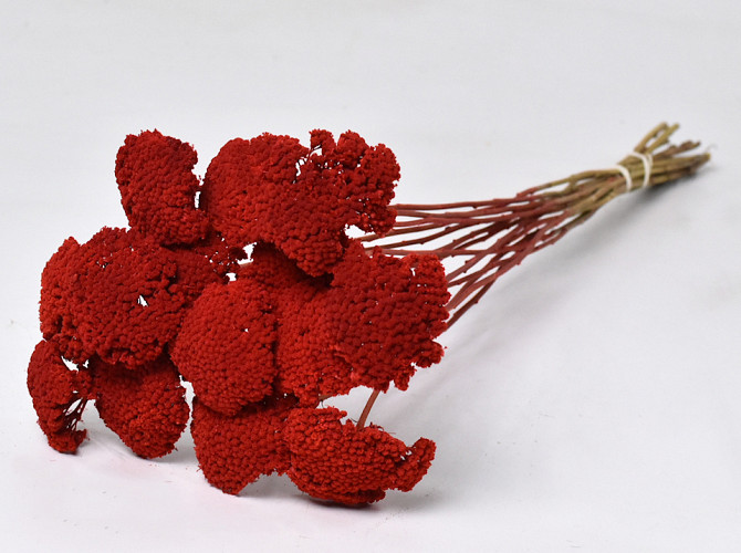 Achillea Parker Red 70cm