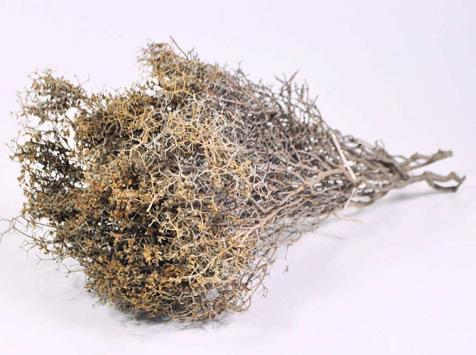 Bees Nest 30-50cm