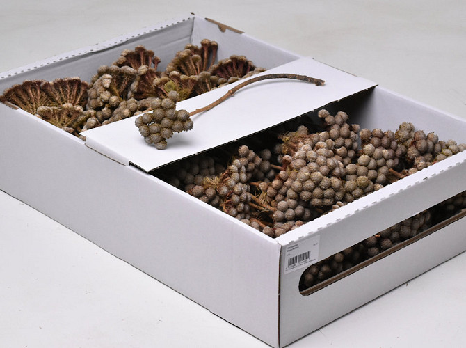 Brunia Albiflora 70-Pack